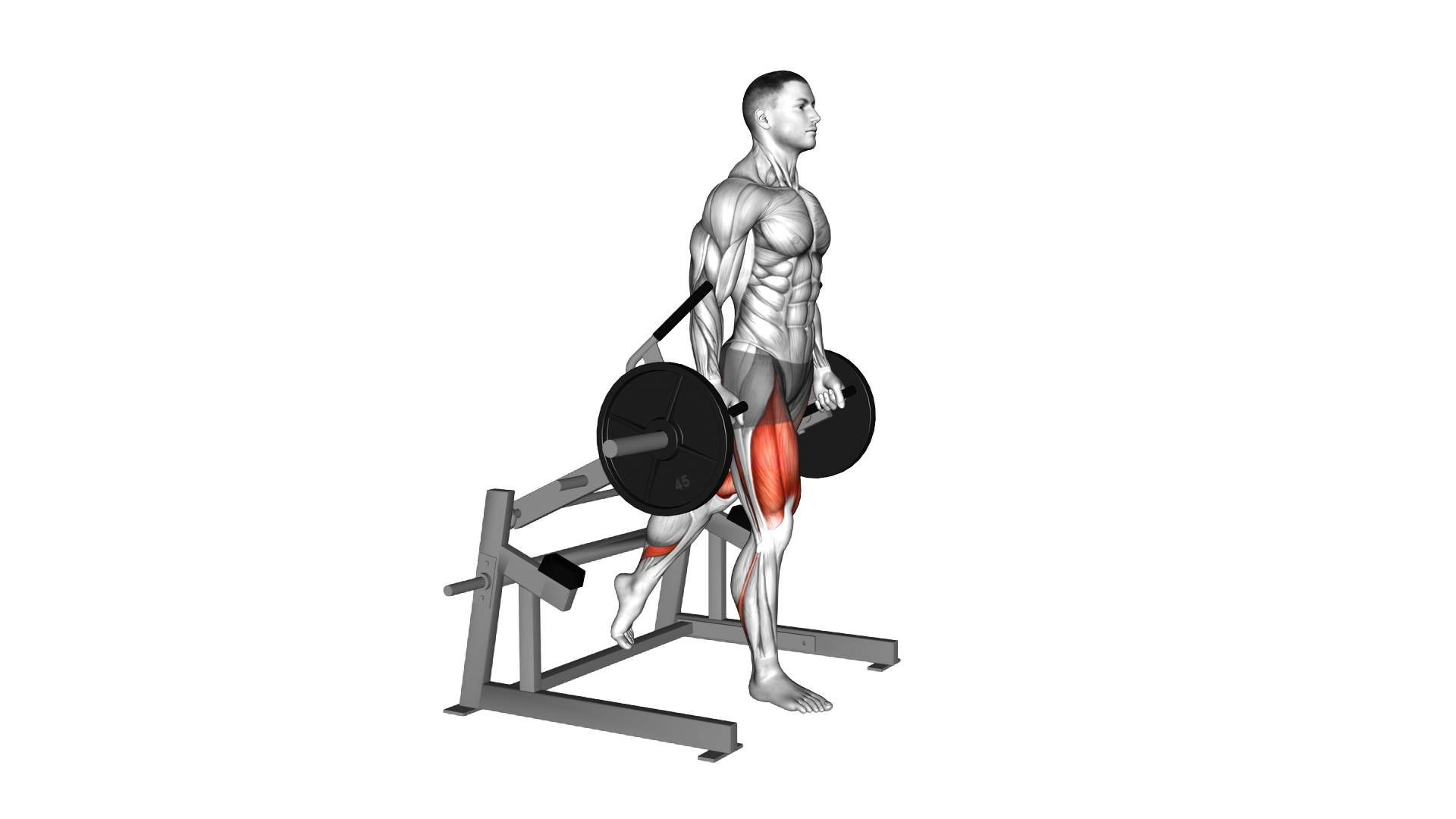 Lever Rear Foot Elevanted Split Squat (plate loade exercise demonstration