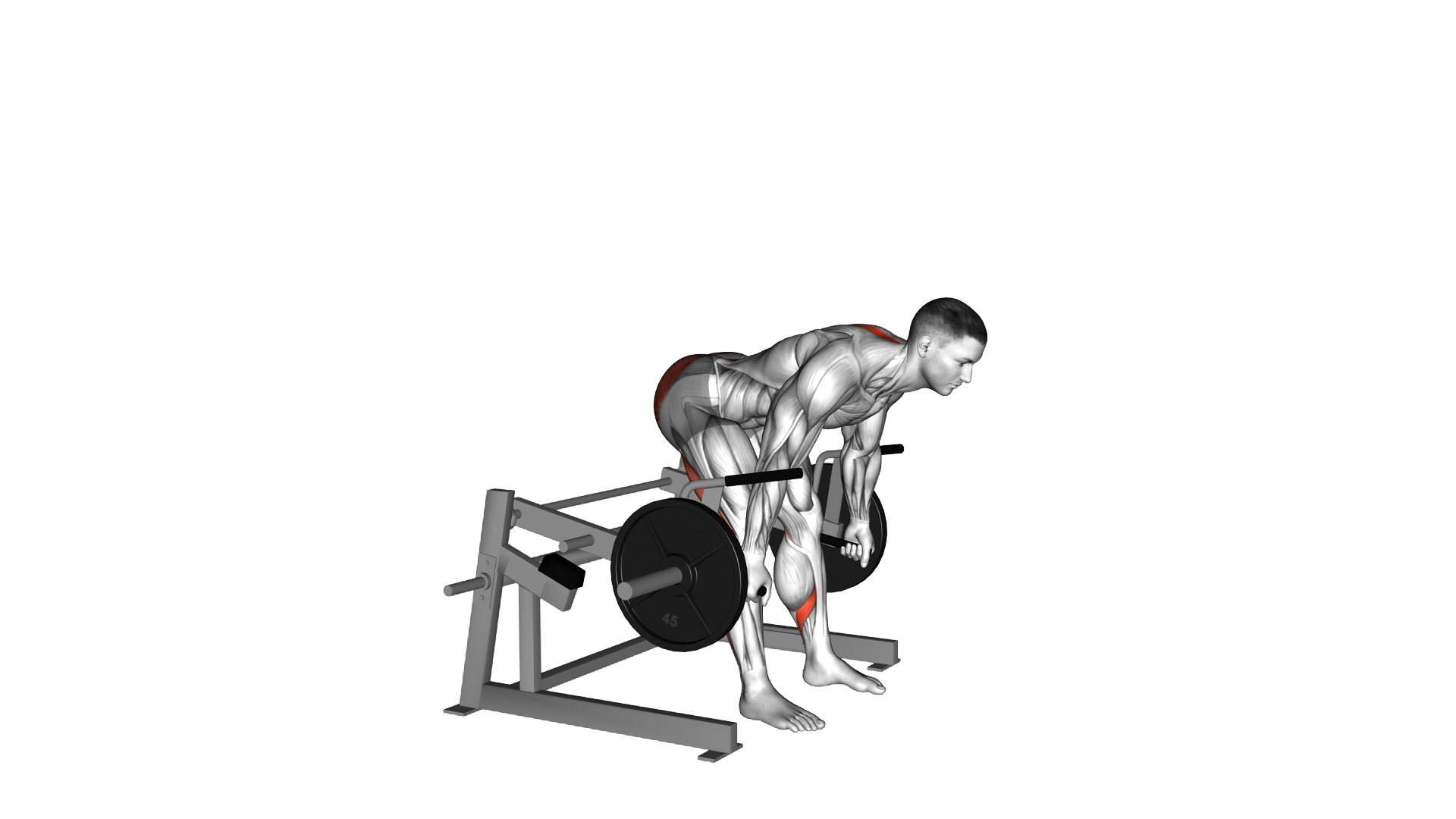 Lever Romanian Deadlift (plate loaded) exercise demonstration