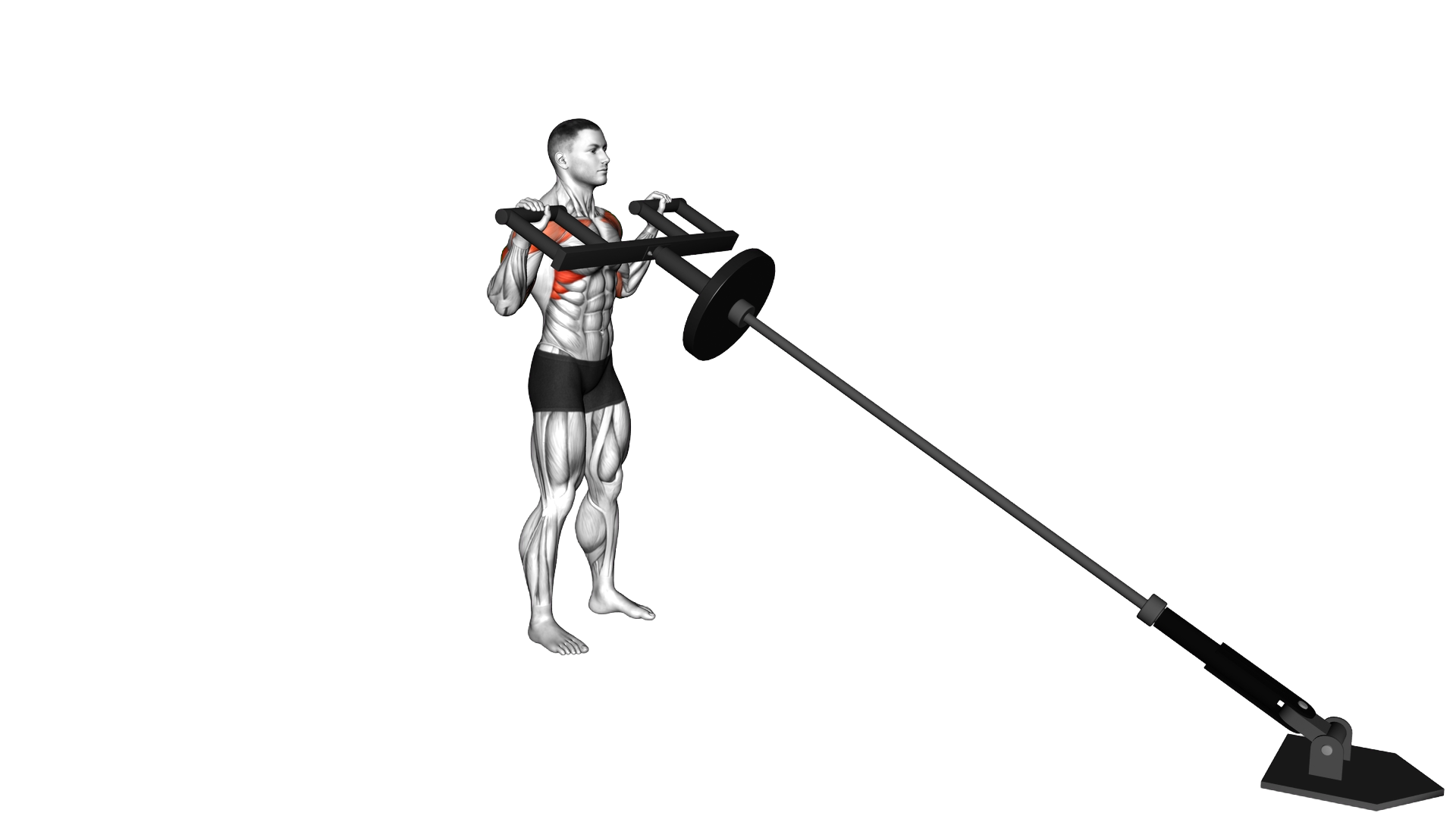 Landmine Shoulders Press with Viking Press Attachm exercise demonstration