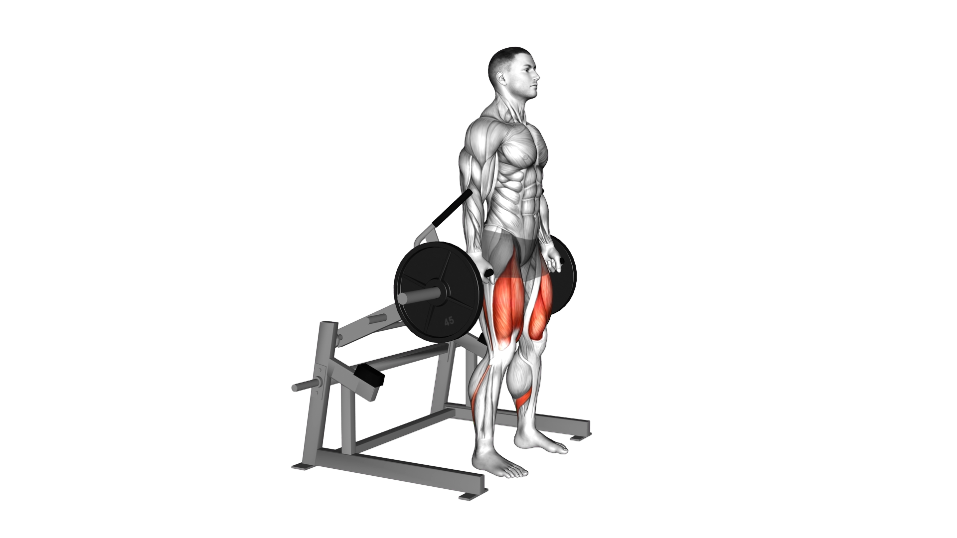 Lever Squat (plate loaded) exercise demonstration