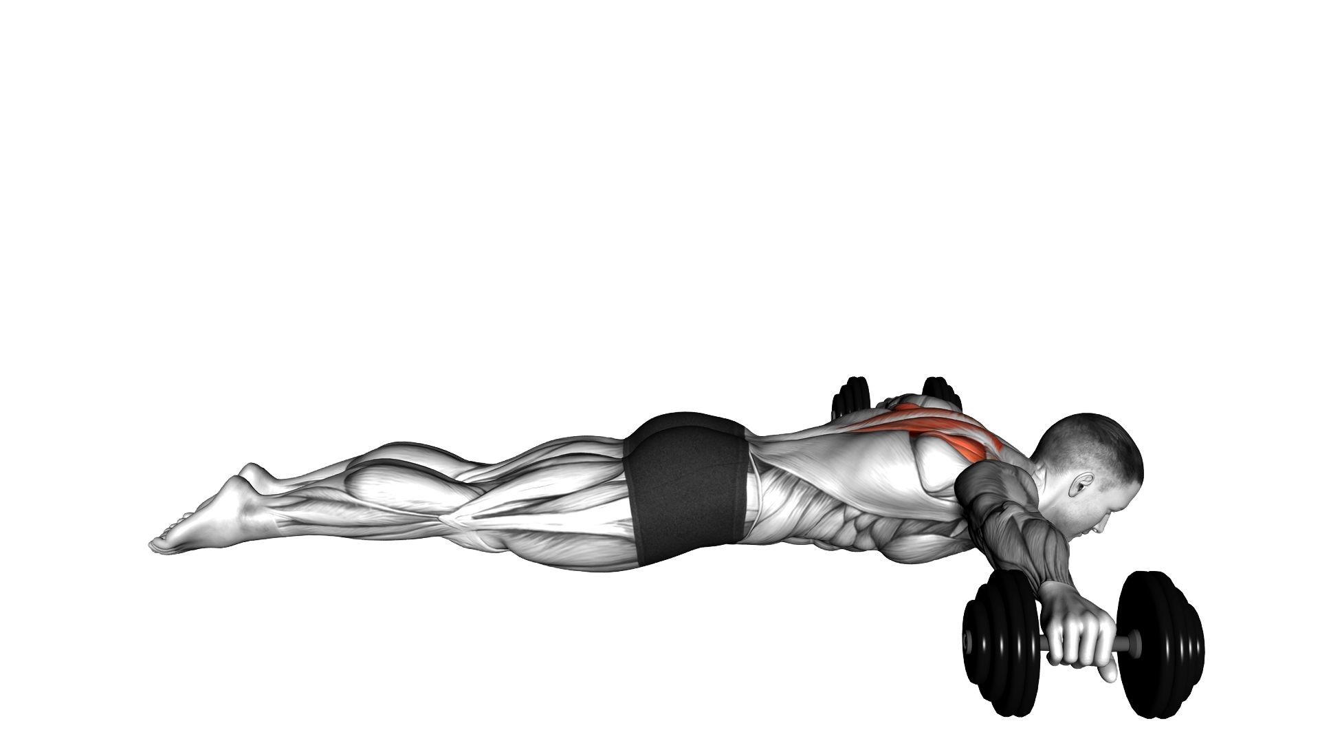 Lyine Prone T Raise exercise demonstration