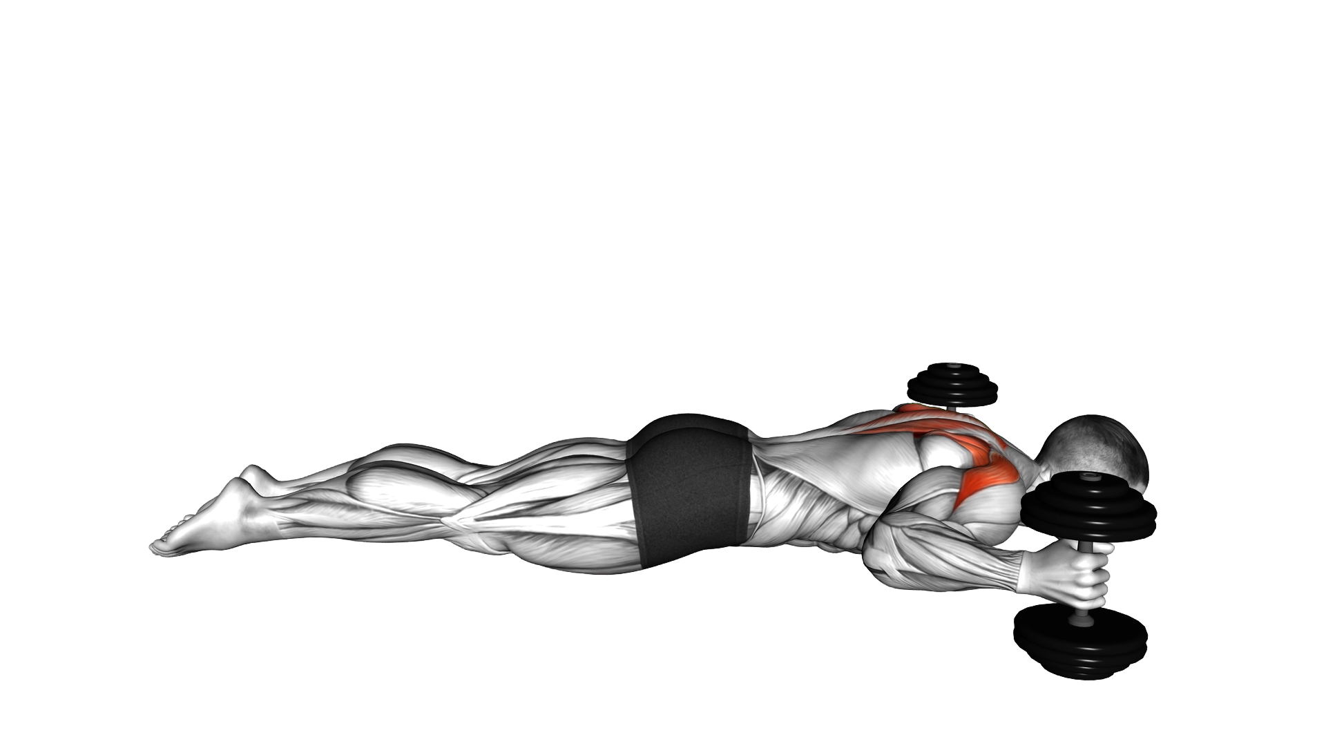 Lyine Prone W Raise exercise demonstration
