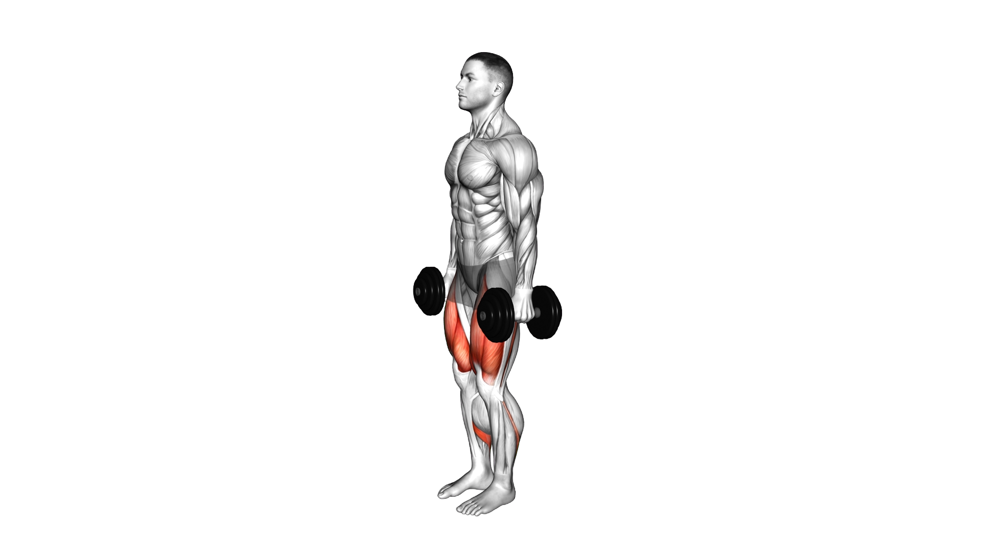 Dumbbell Narrow Squat exercise demonstration