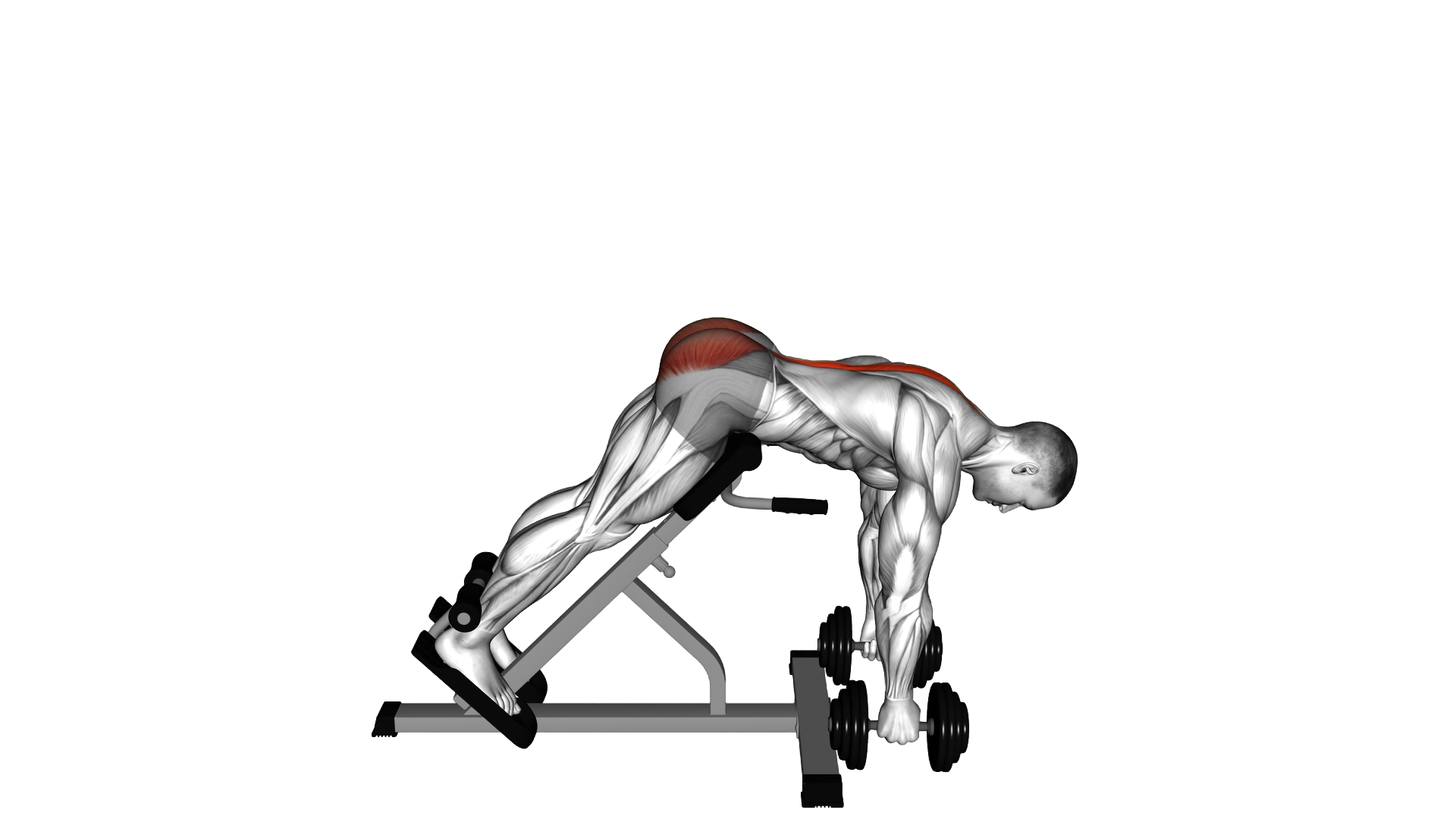 Dumbbell Hyperextension exercise demonstration