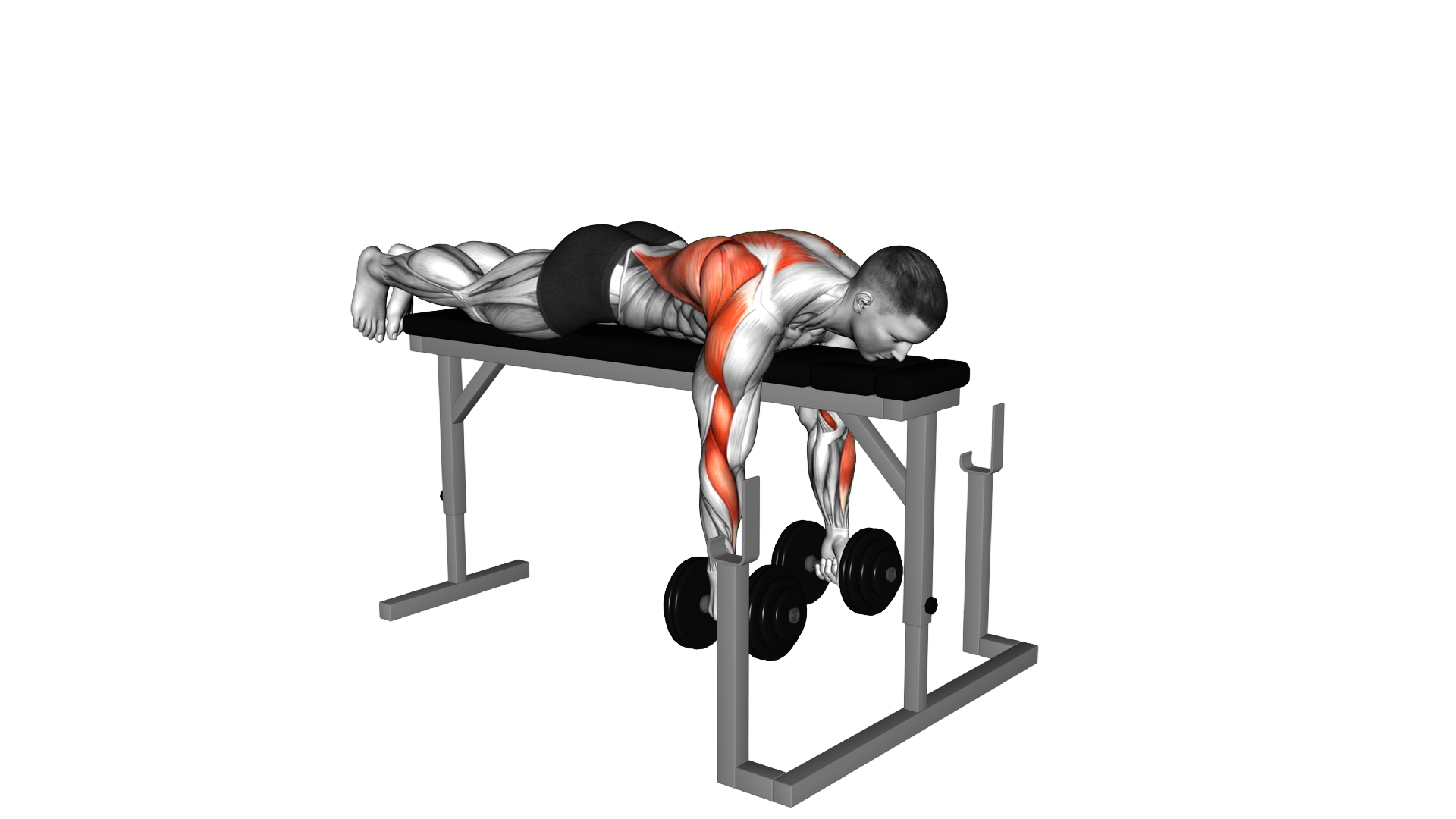 Dumbbell Lying Neutral Grip Row on Rack exercise demonstration