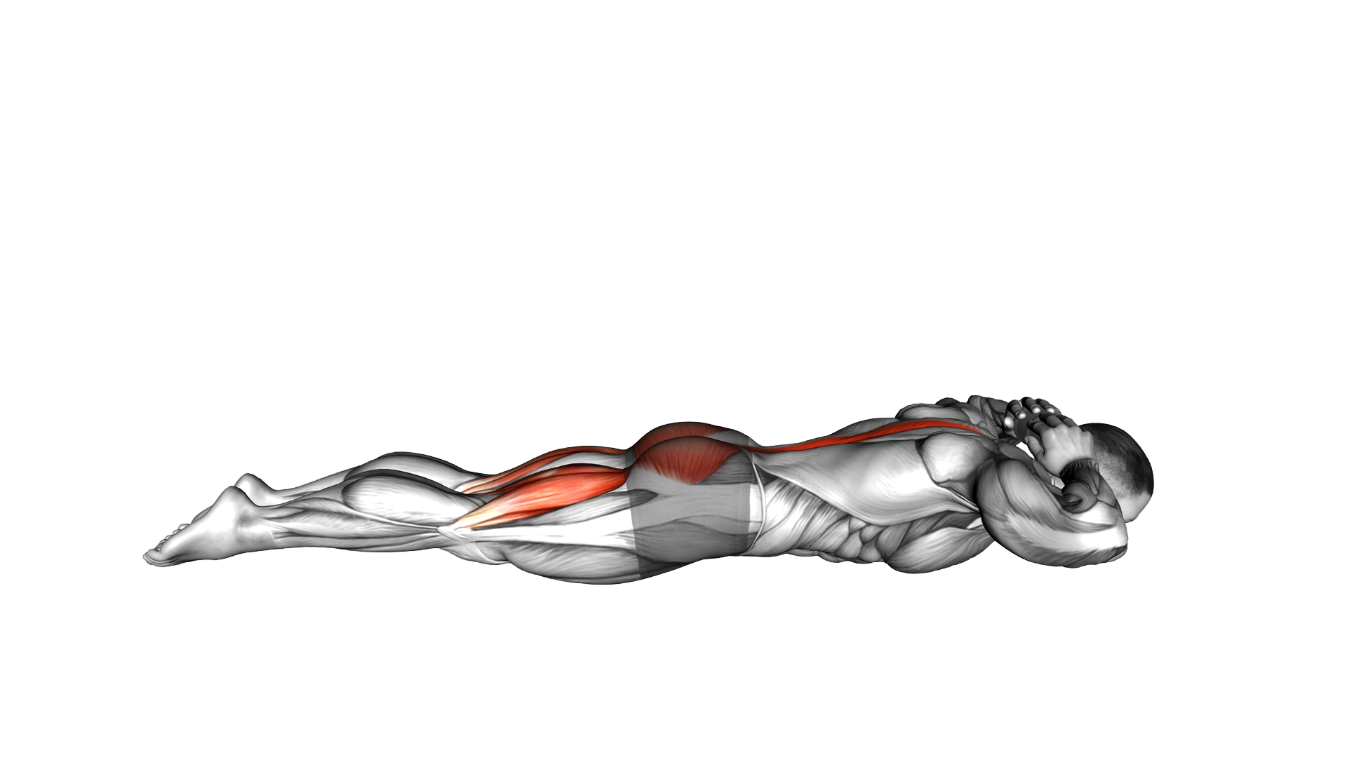Weighted Bottle Superman exercise demonstration