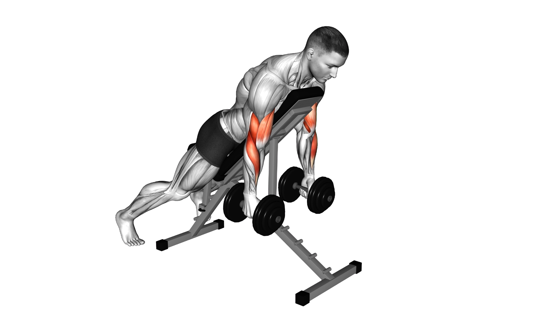 Dumbbell Prone Incline Twist Curl exercise demonstration