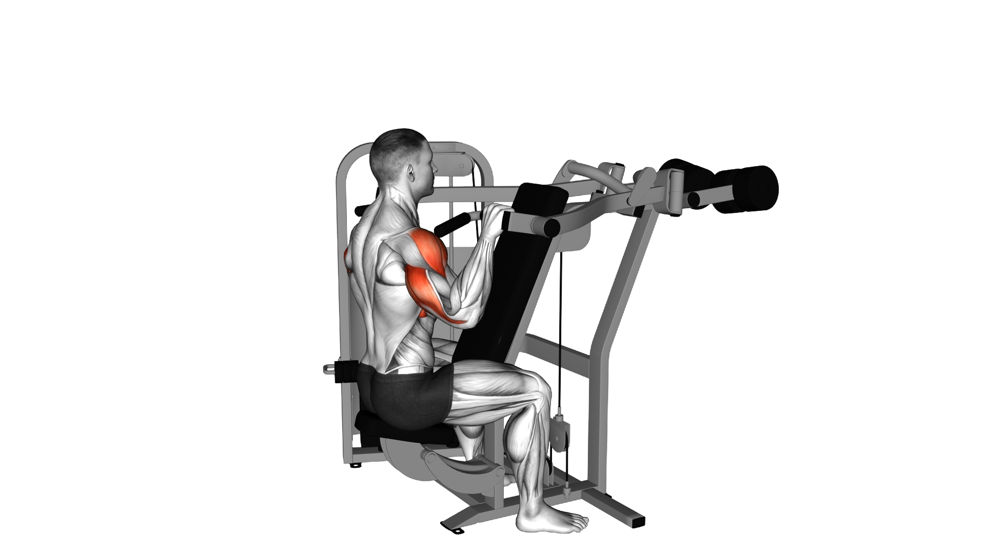 Lever Reverse Seated Shoulder Press exercise demonstration