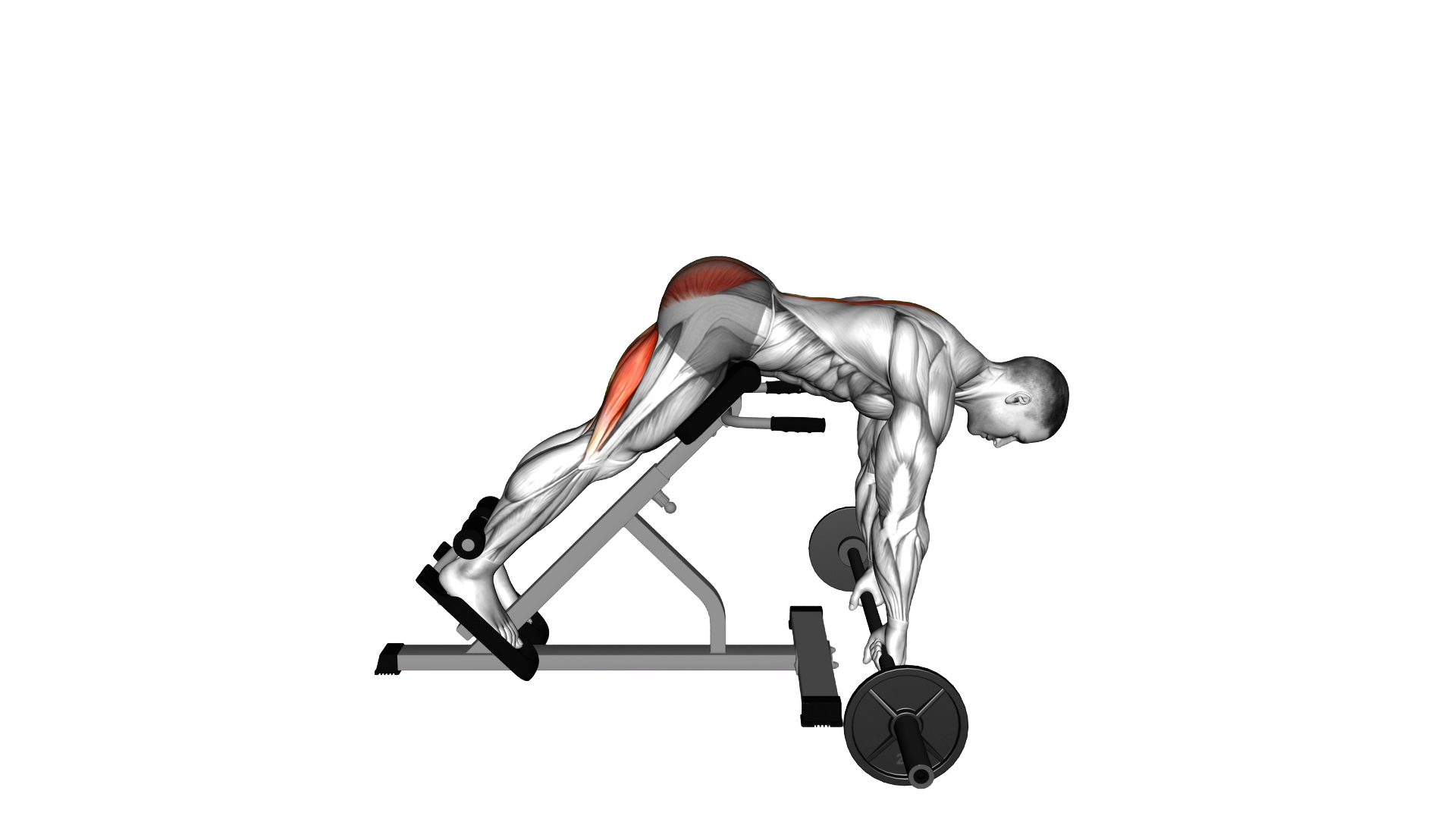 Barbell Hyperextension exercise demonstration