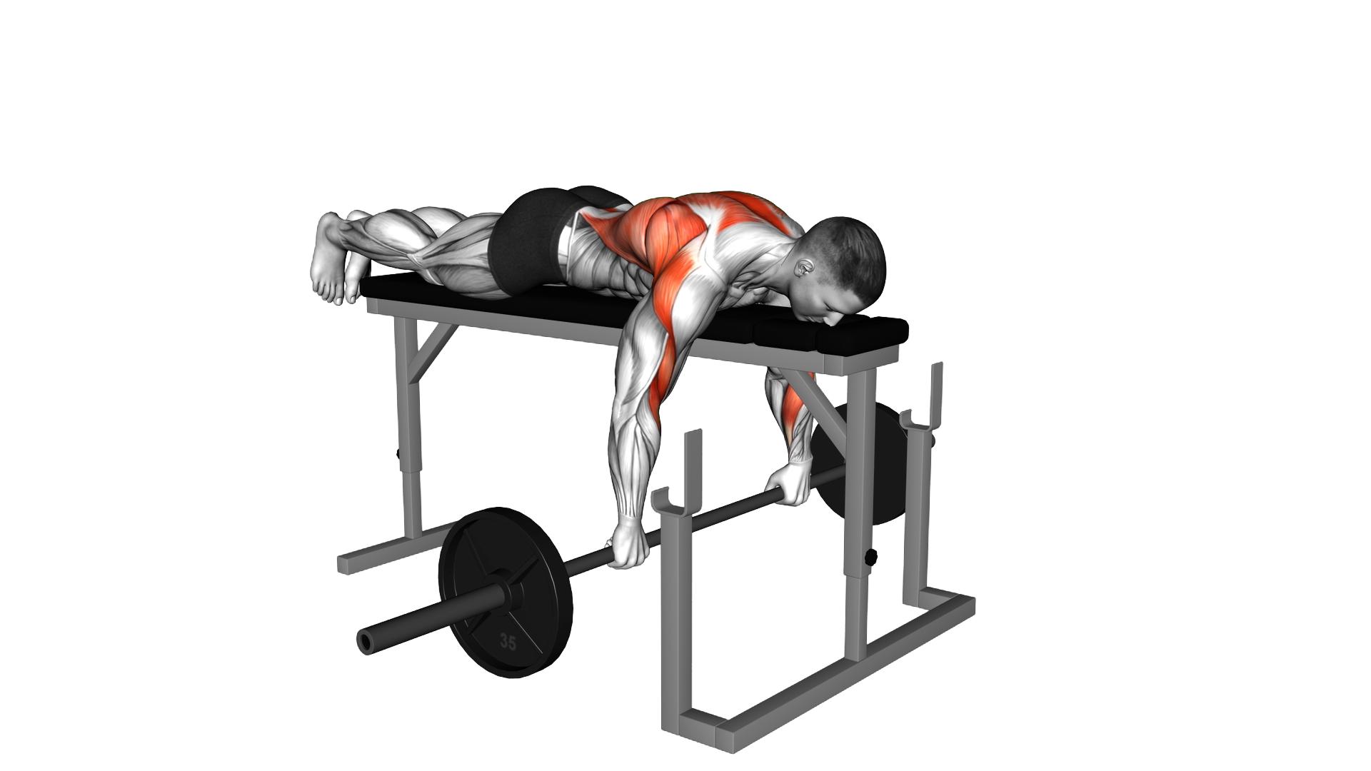 Barbell Lying Seal Row on Rack exercise demonstration