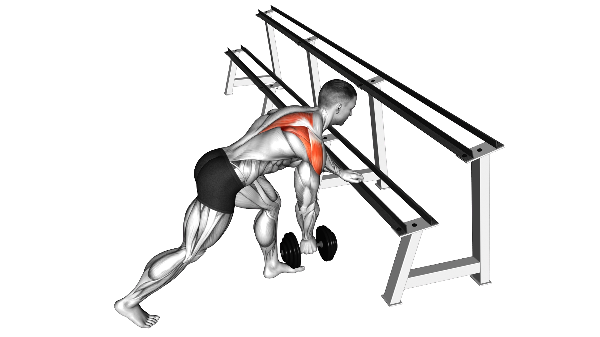 Dumbbell Single Arm Reverse Fly (rack support) exercise demonstration