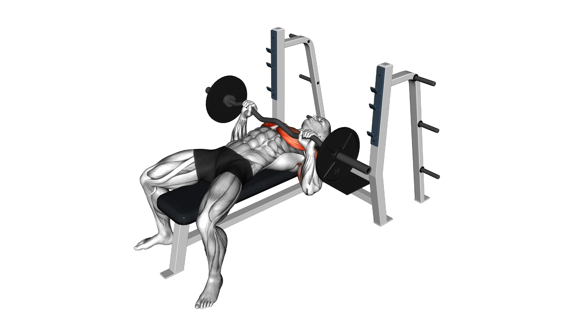EZ Barbell Bench Press exercise demonstration