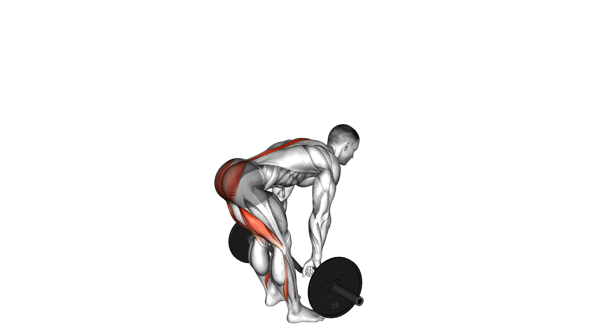 EZ Barbell Stiff Legged Deadlift exercise demonstration