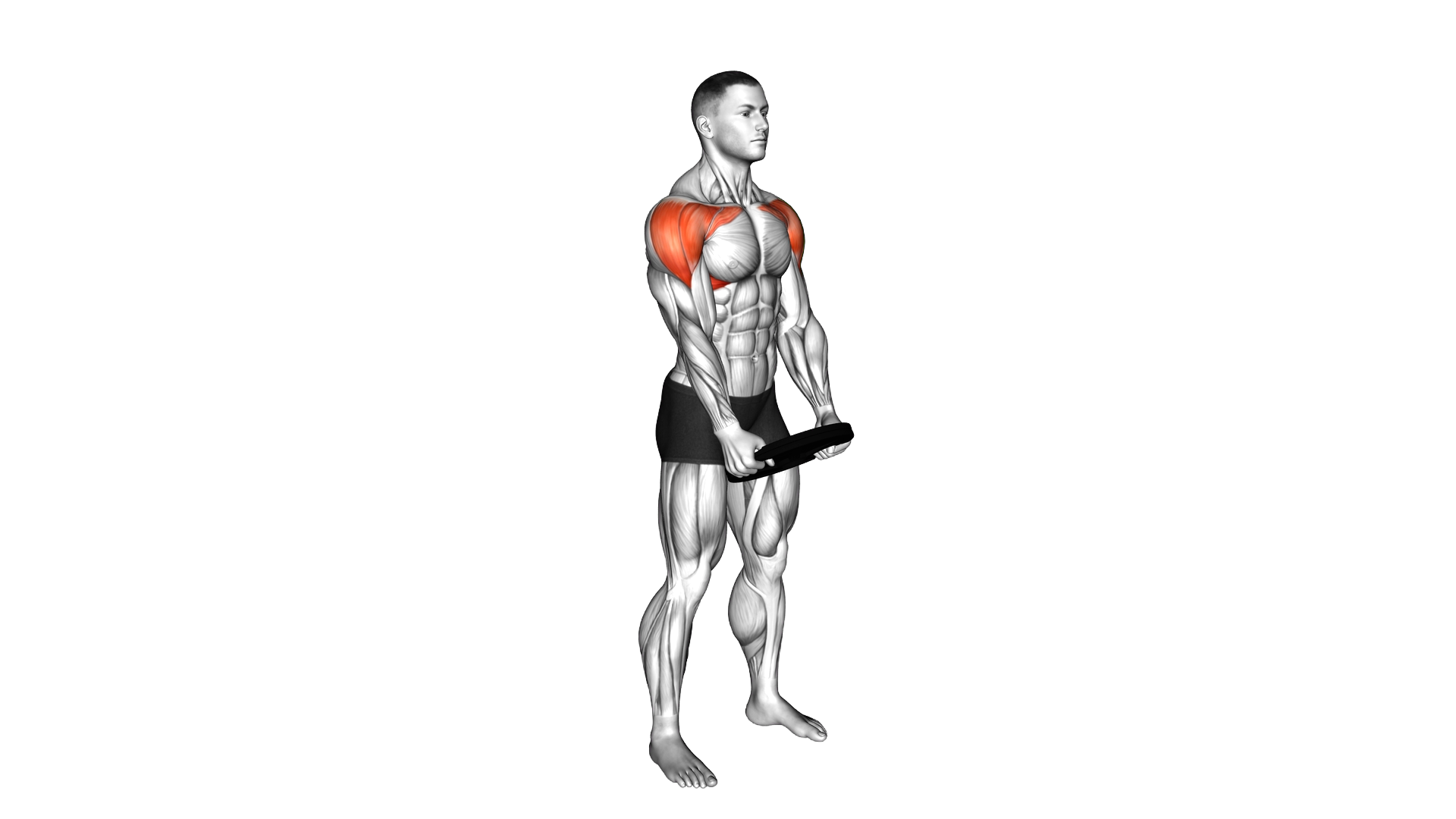 Weighted Plate Standing Front Raise Drive exercise demonstration