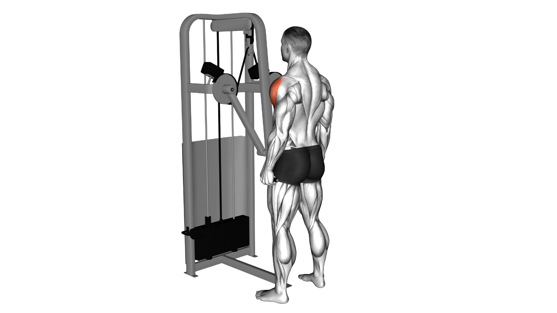 Lever Standing Lateral Raise exercise demonstration