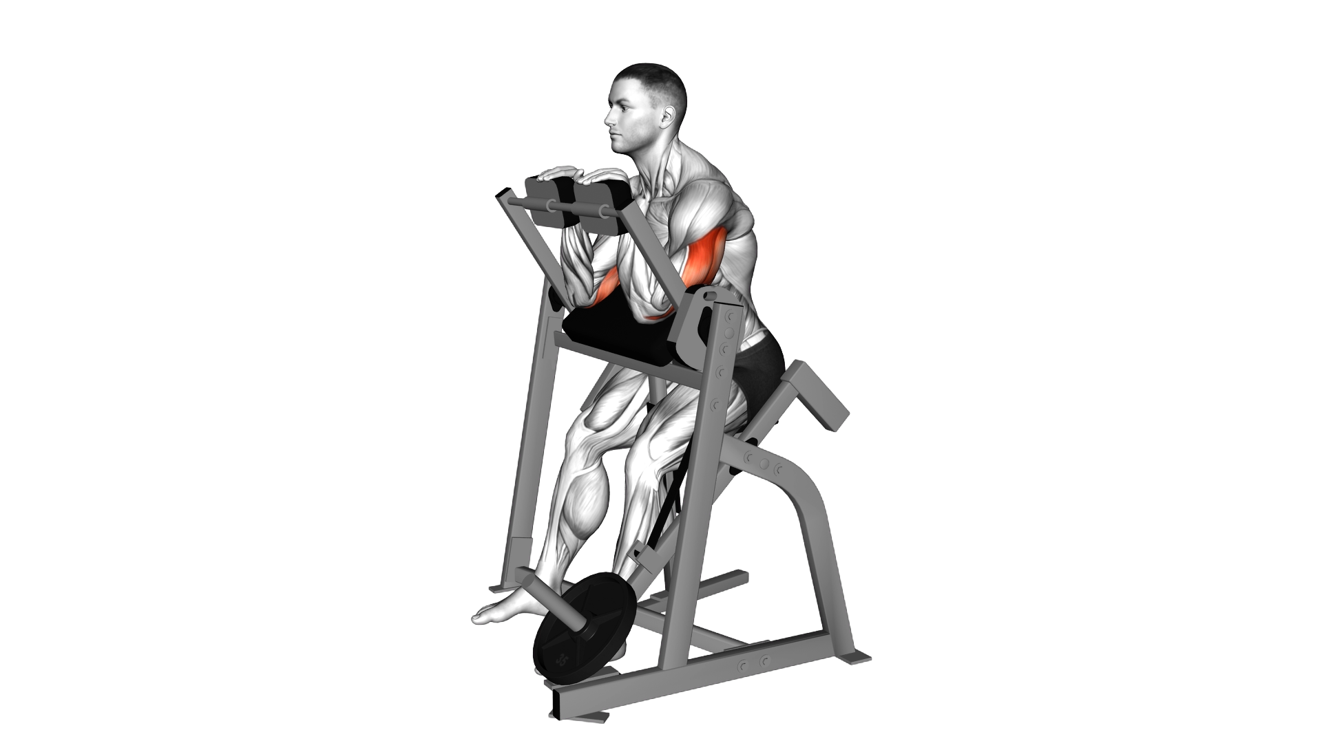 Lever Seated Triceps Extension (plate loaded) exercise demonstration