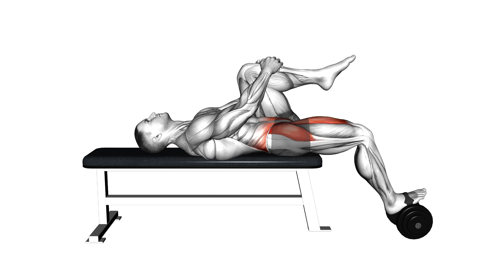 Weighted Dumbbell Lying Knee Raise exercise demonstration