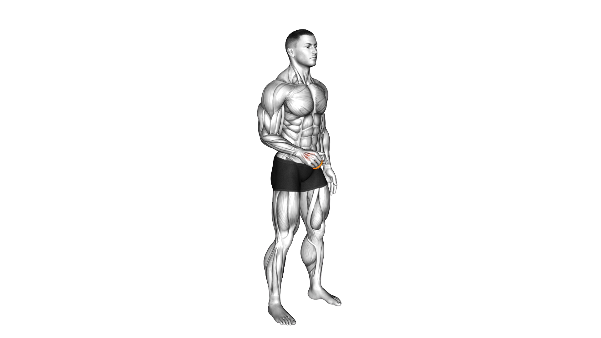 Resistance Band Fingers Extension exercise demonstration