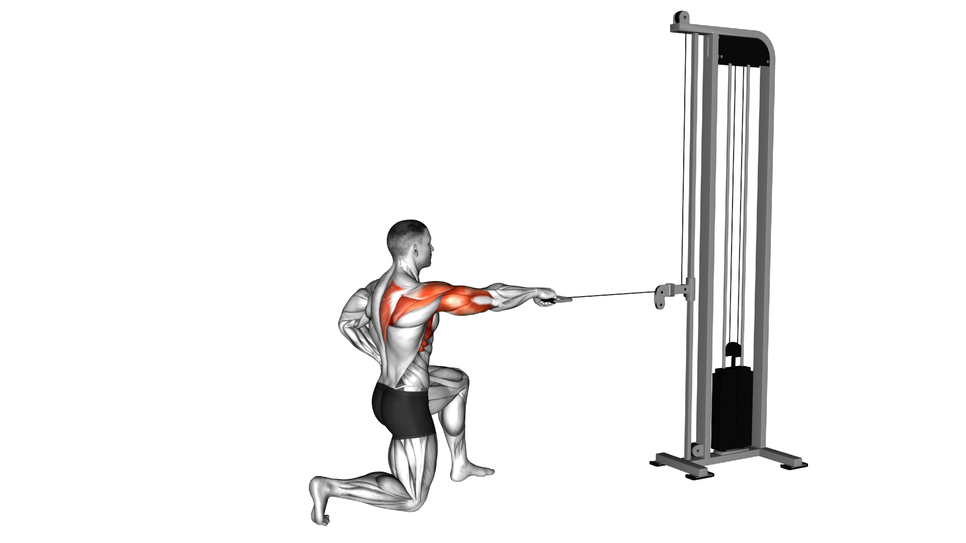 Cable Half Kneeling External Rotation Press exercise demonstration