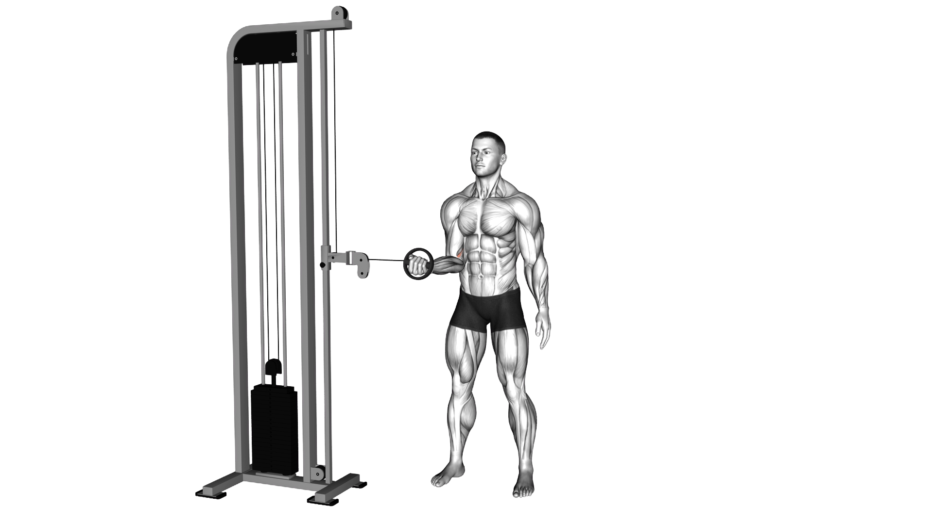 Cable Forearm Pronation exercise demonstration