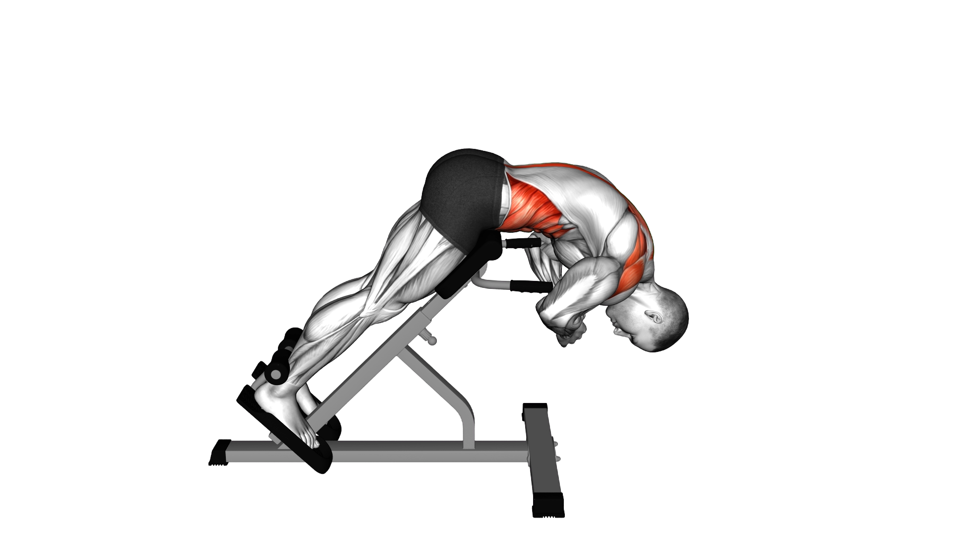 45 degrees Back Extension Scapular Adduction exercise demonstration