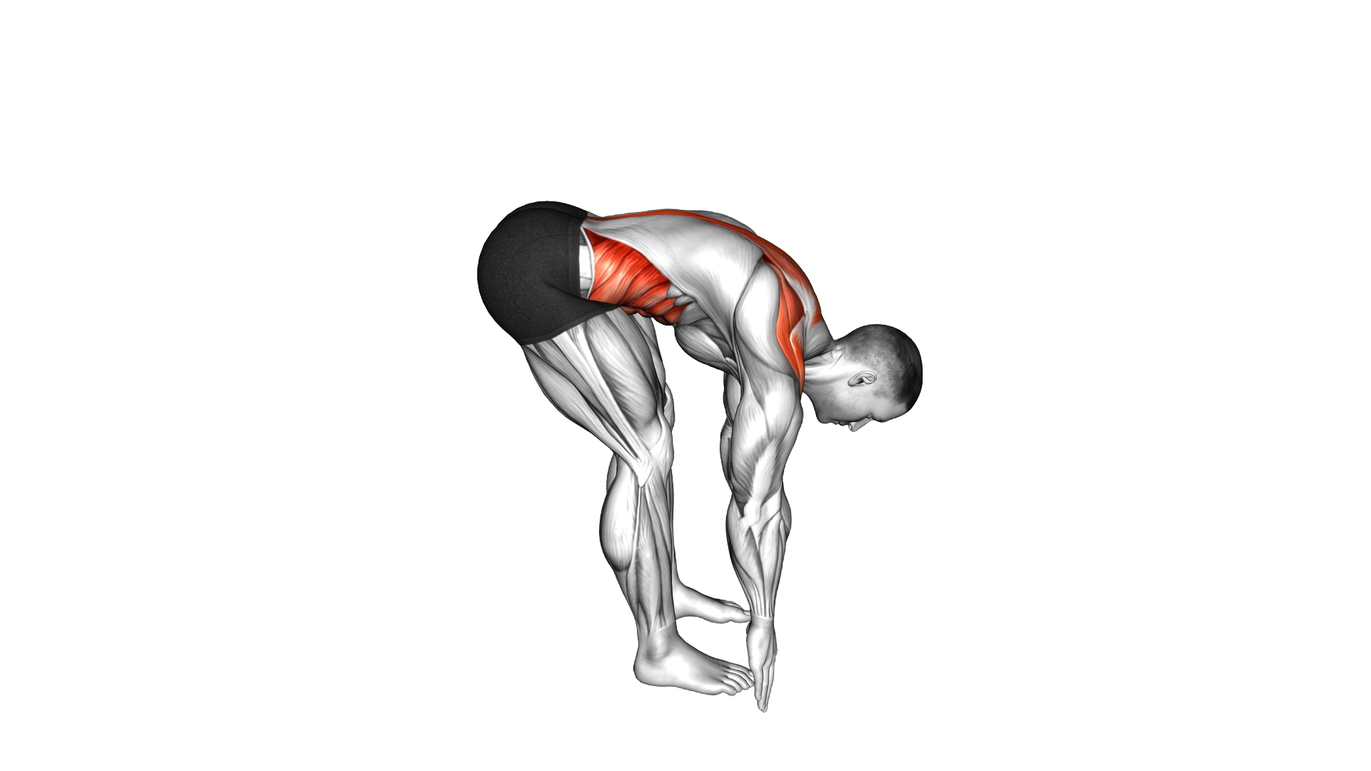 Bent Over Back Extension Scapular Adduction exercise demonstration