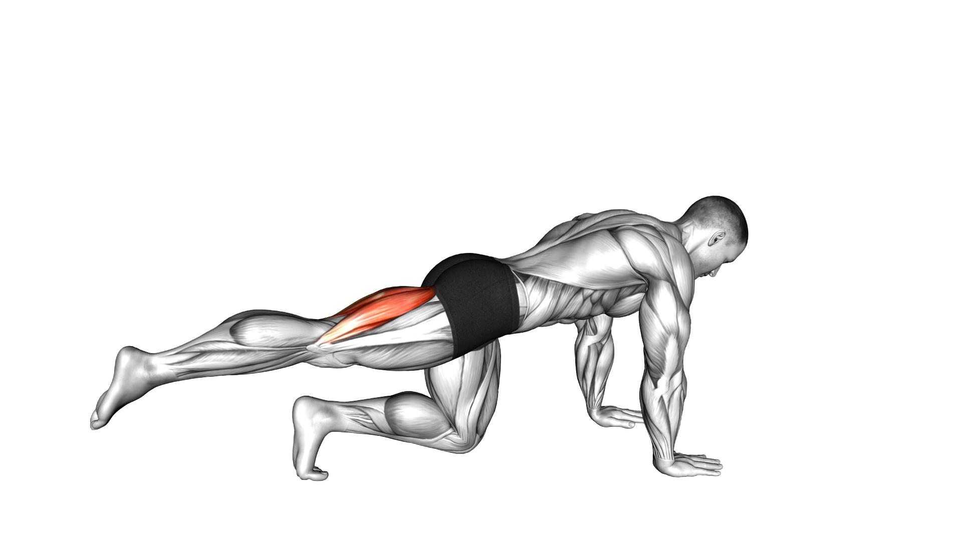 Kneeling Single Hamstring Curl exercise demonstration