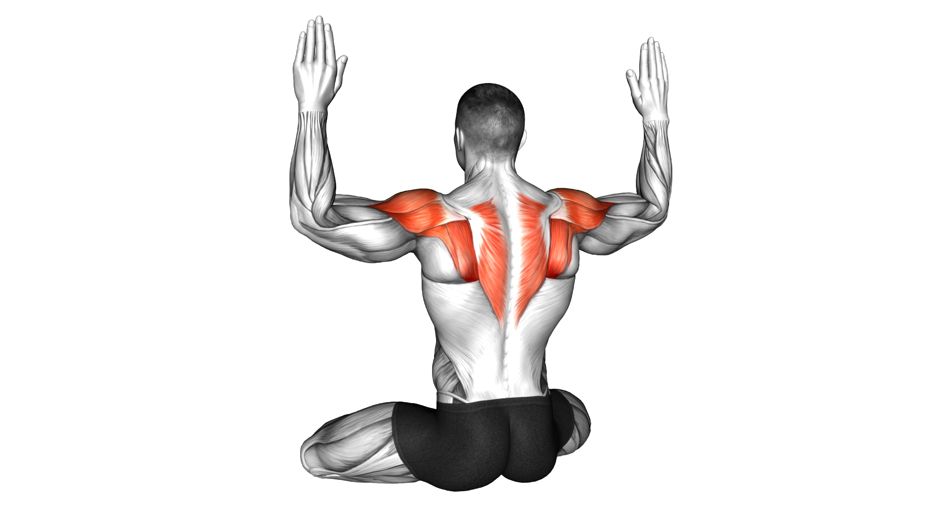 Seated Internal and External Shoulder Rotation (ma exercise demonstration