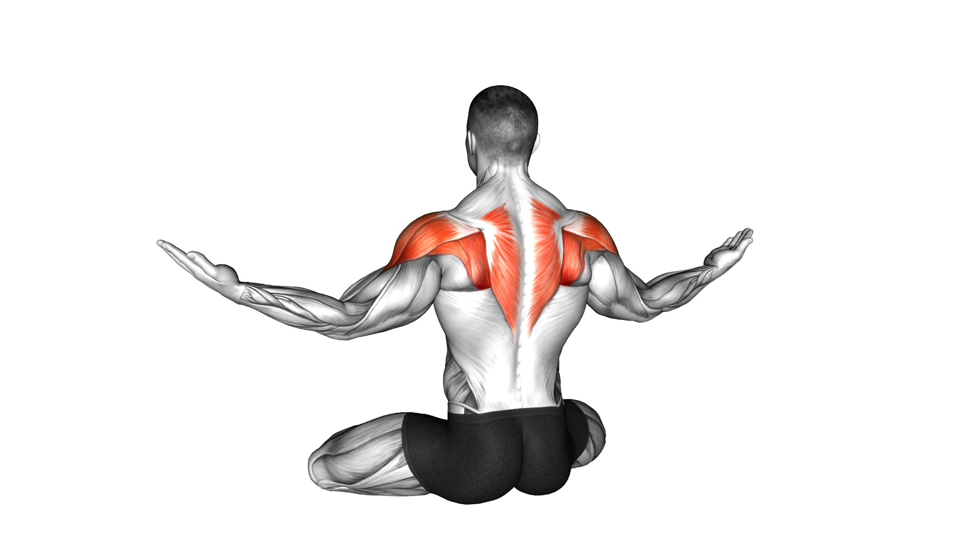 Seated Shoulder Circle exercise demonstration