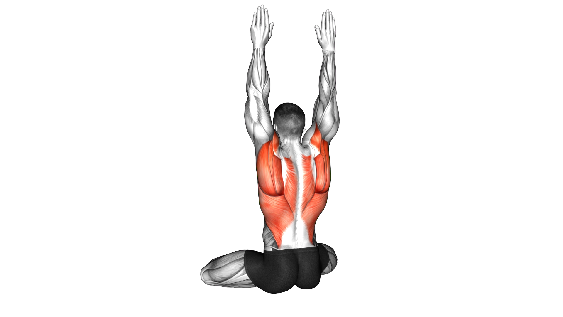 Seated Back Press exercise demonstration