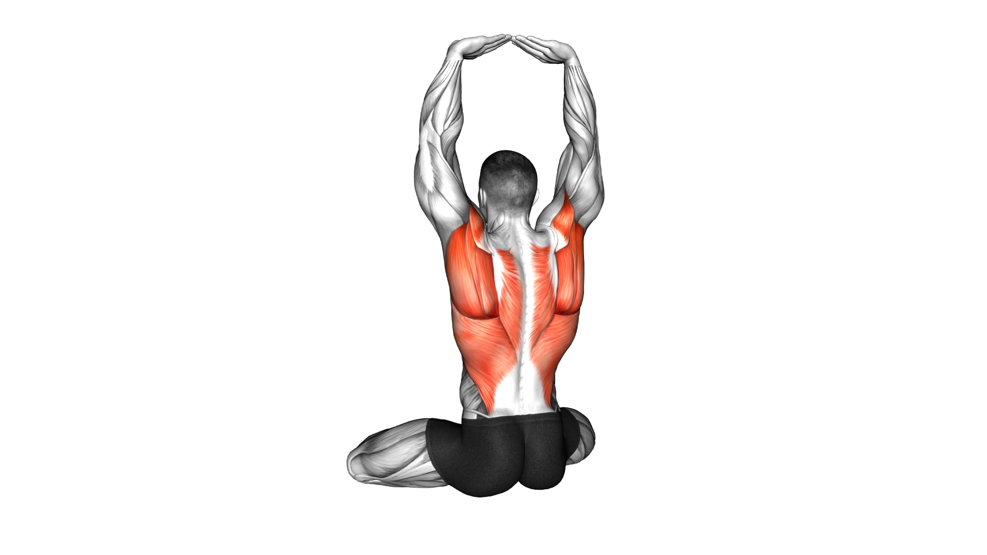 Seated Overhead Reach Press exercise demonstration