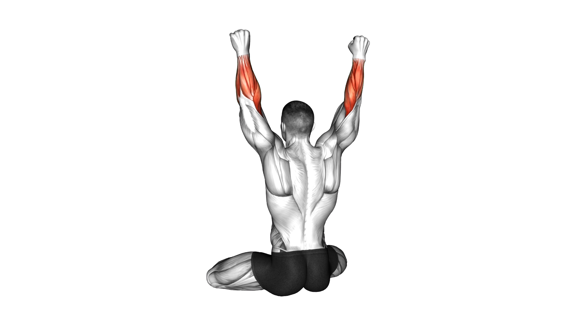 Seated Fist Pulse exercise demonstration