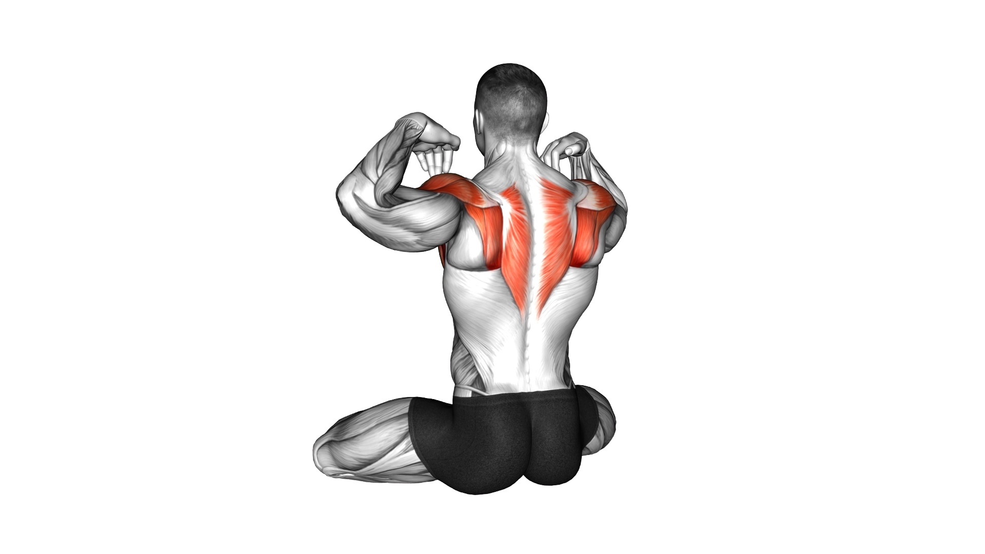 Seated Alternate Shoulders Circle exercise demonstration