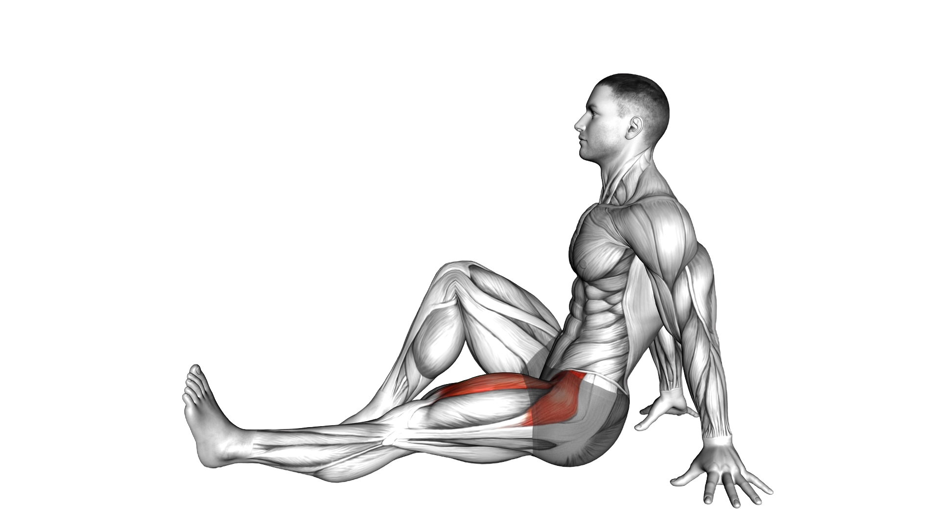 Seated Single Leg Raise exercise demonstration