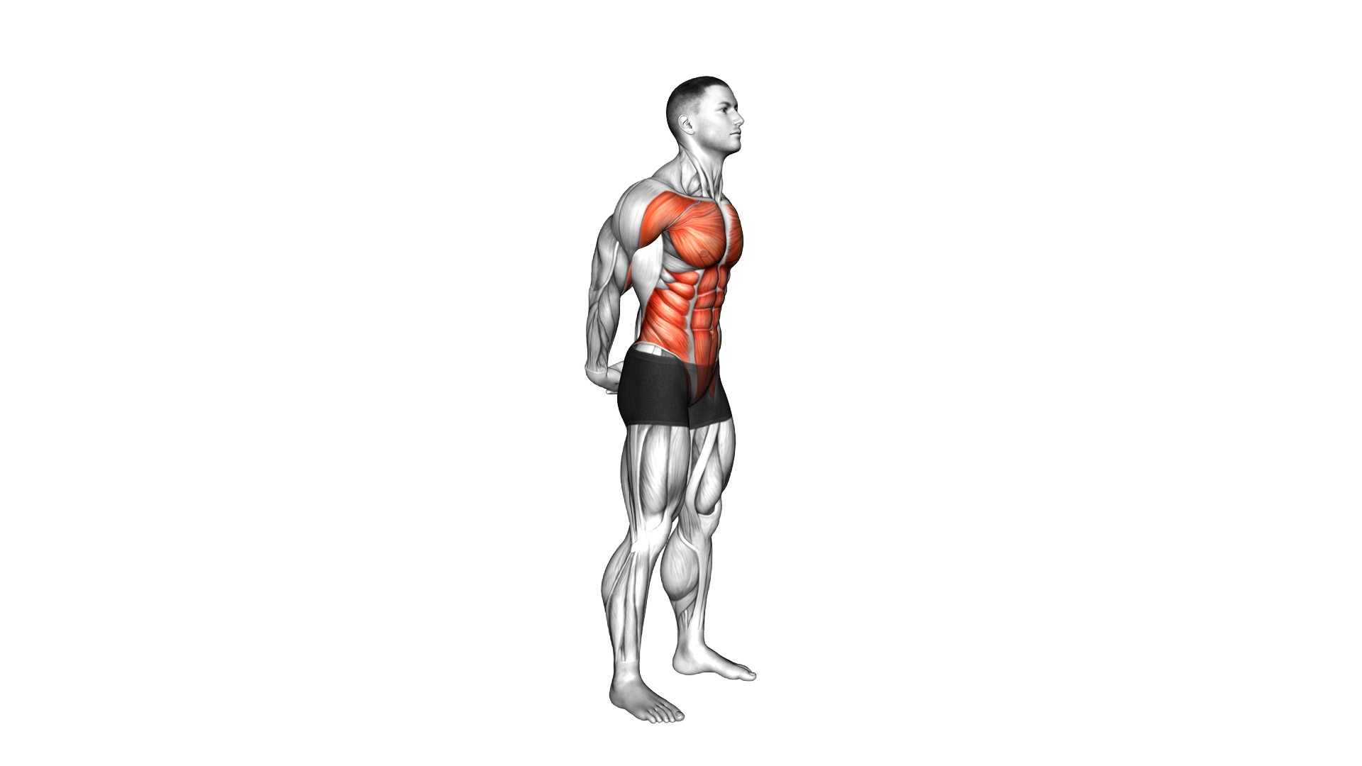 Forward Bend Back Stretch exercise demonstration