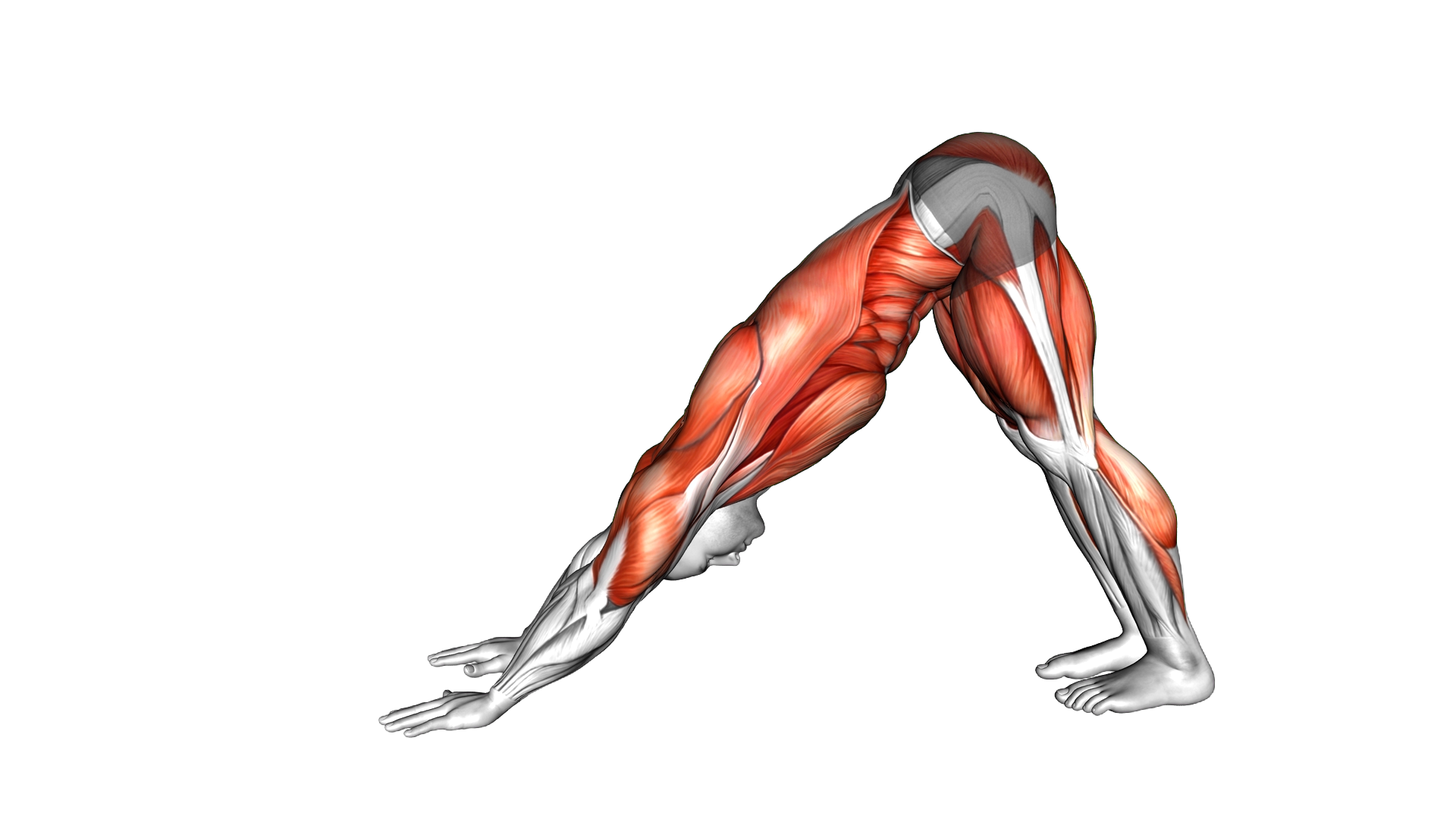 Downward Dog Squat exercise demonstration
