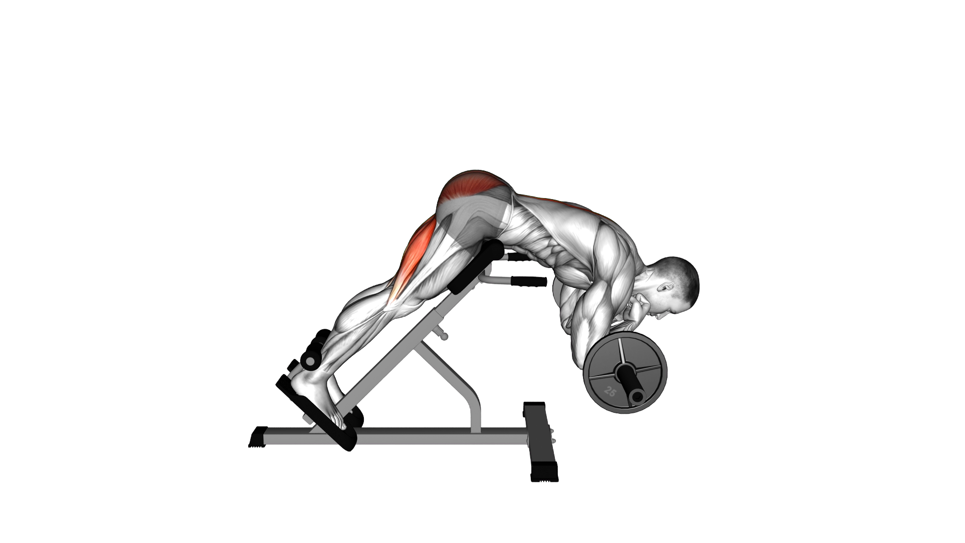Barbell Zercher Back Extension exercise demonstration