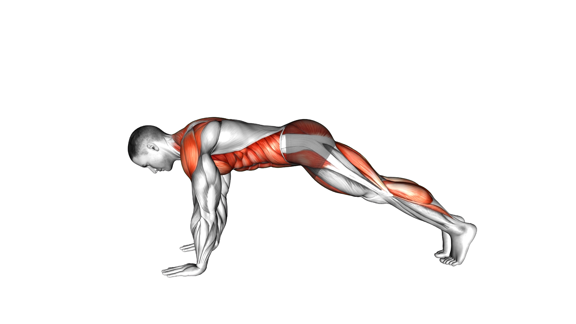 Bird Dog Plank exercise demonstration