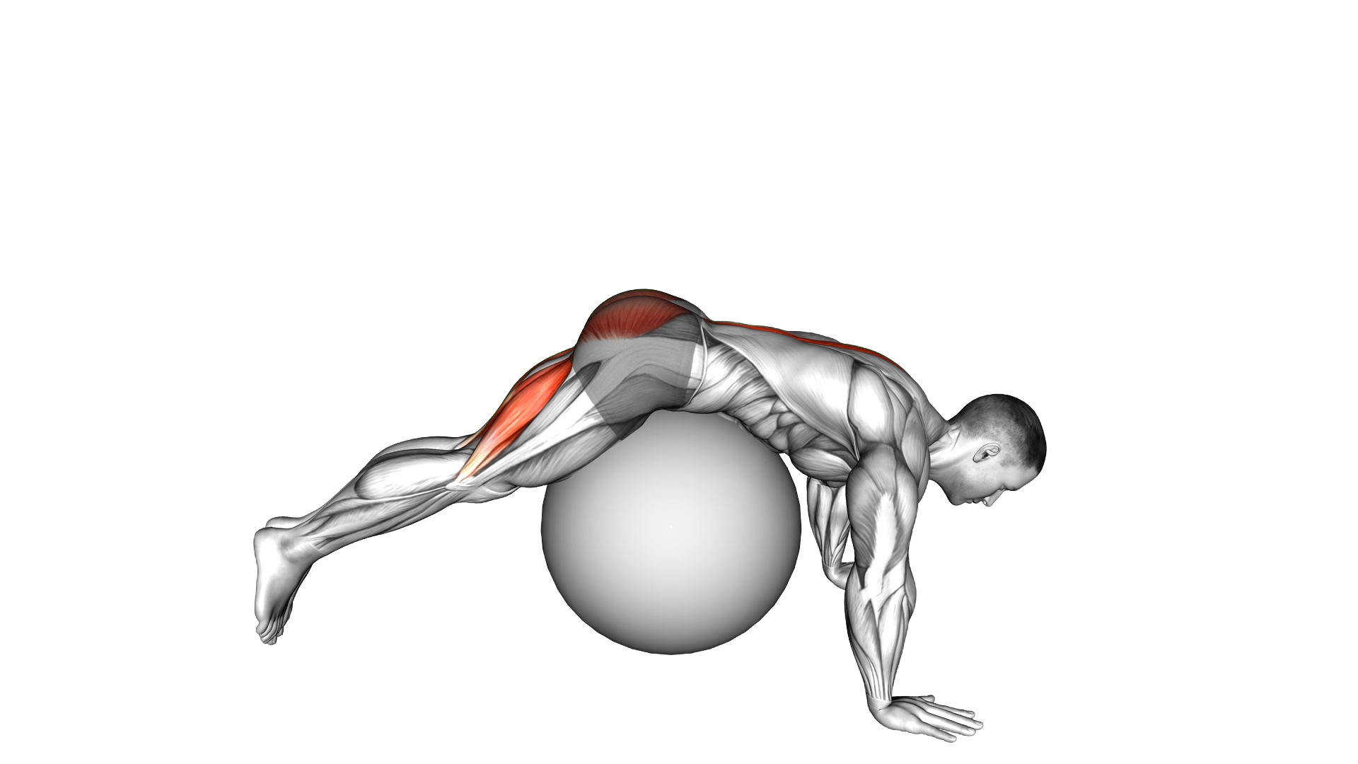 Reverse Hyperextension on Stability Ball exercise demonstration