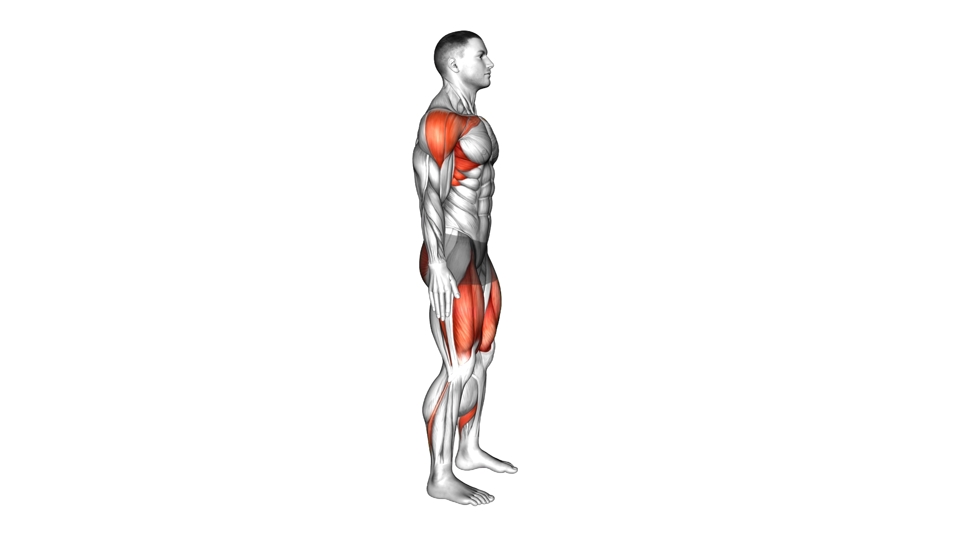 Slight Squat Front Raise exercise demonstration
