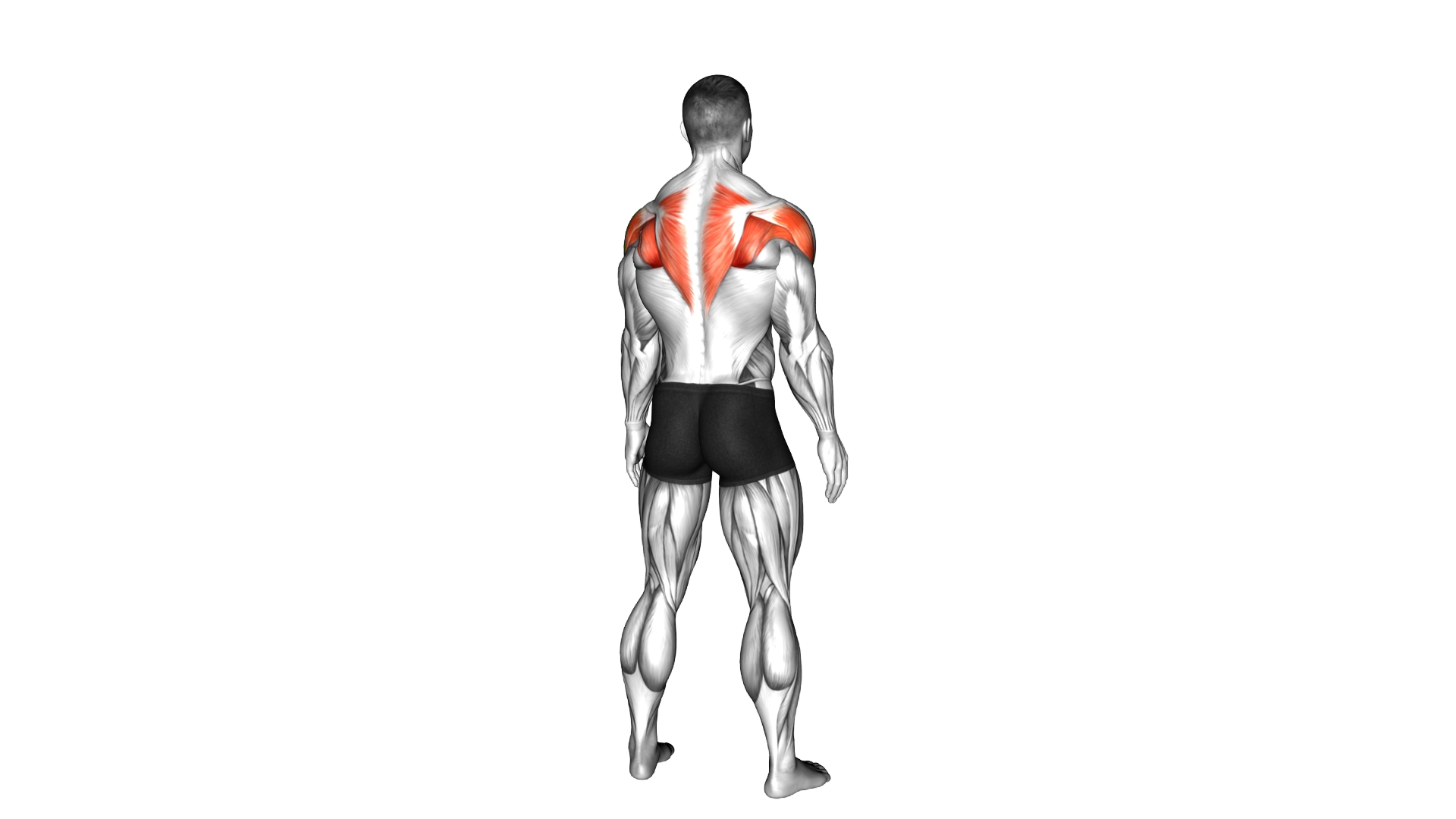Standing Scapular Press exercise demonstration