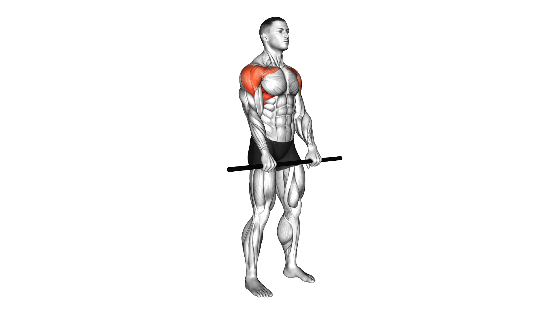 Stick Standing Front Raise exercise demonstration