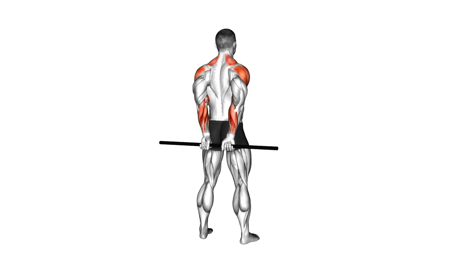 Stick Standing Rear Delt Raise exercise demonstration