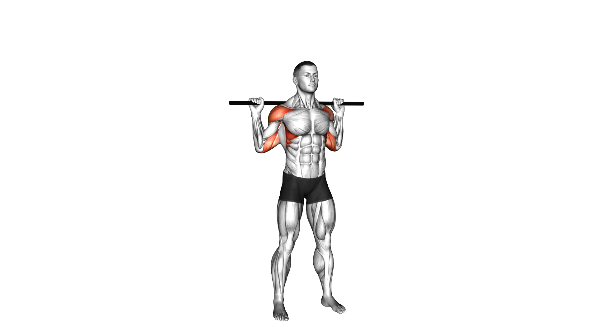 Stick Standing Behind Neck Press exercise demonstration