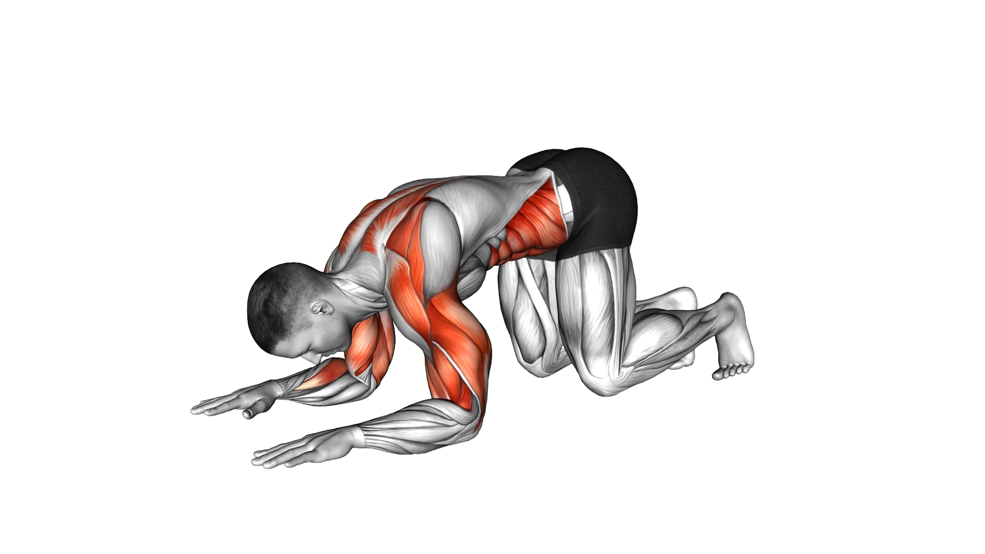 Kneeling Elbow Mobilisation exercise demonstration