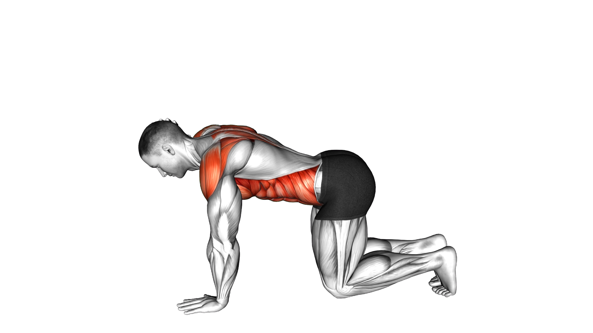 Single Arm Scapular Push up to Rotation exercise demonstration