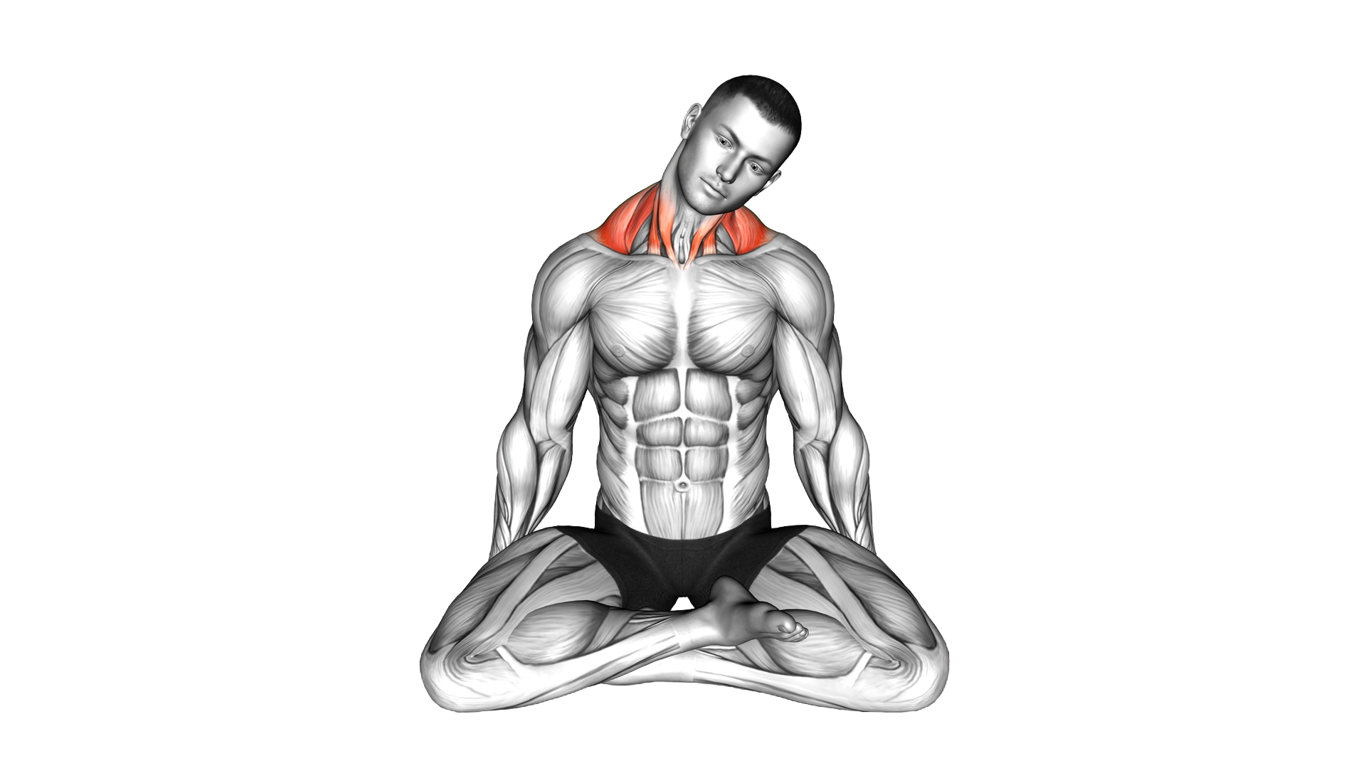 Seated Neck Rotation exercise demonstration