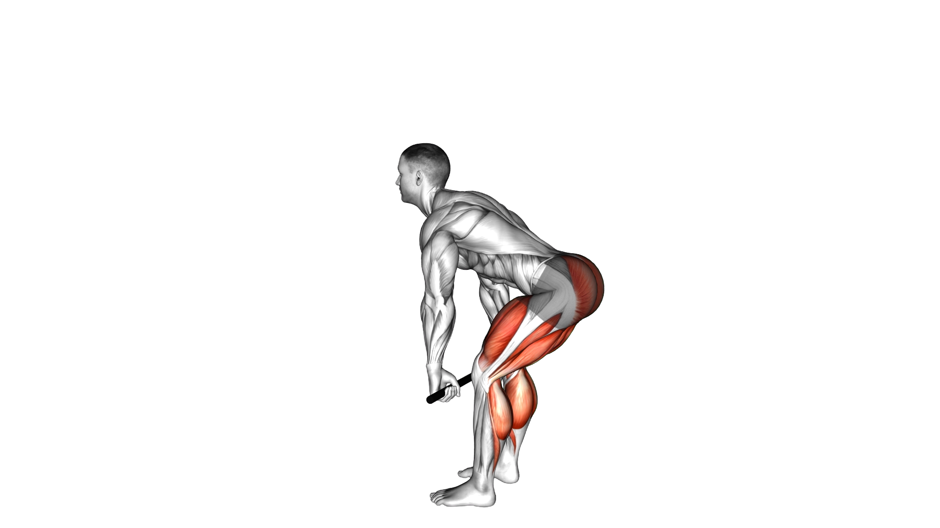 Stick Deadlift exercise demonstration