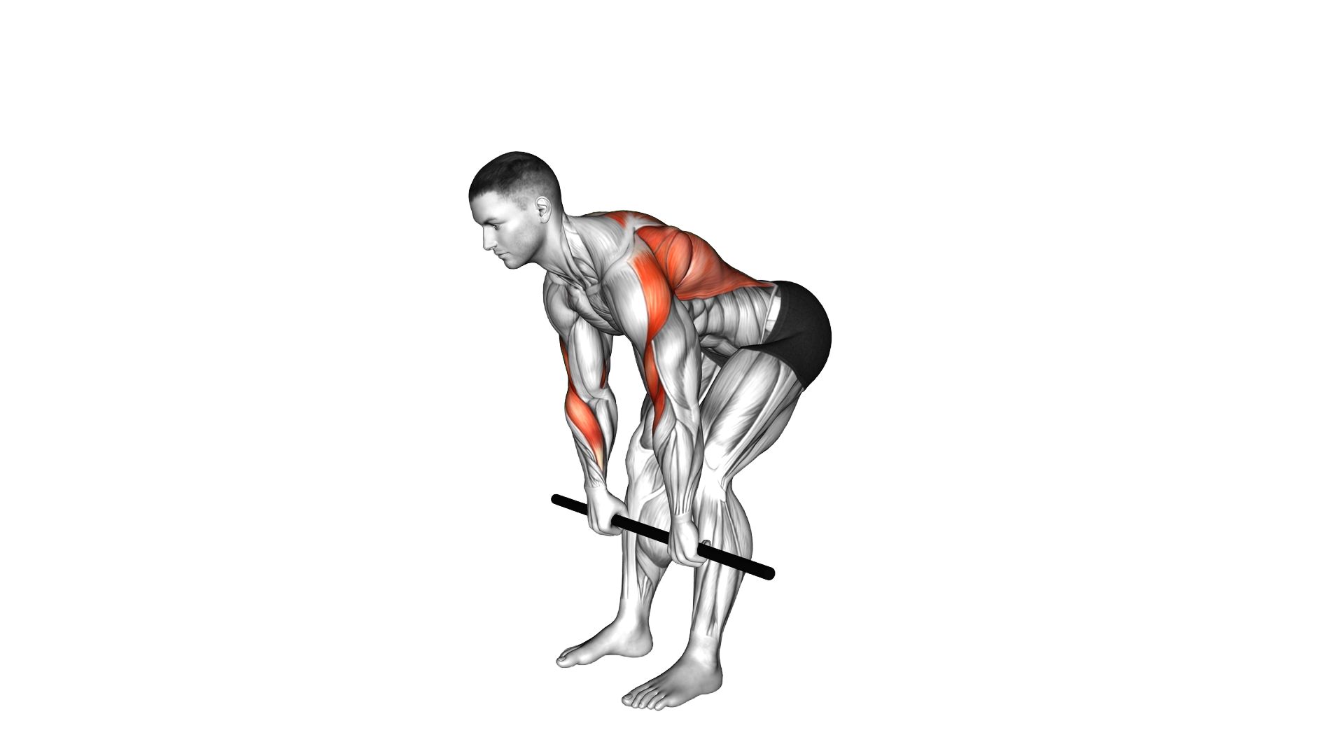 Stick Bent Over Pronated Grip Row exercise demonstration