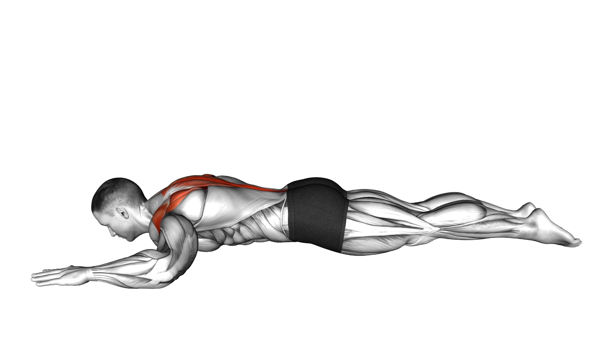 Lying Prone Trapezius Press Back Extension exercise demonstration